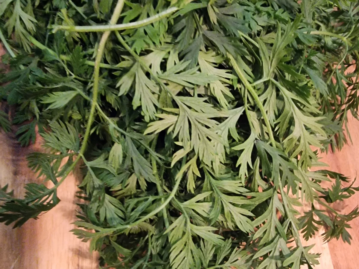 Rezept: Möhren-Zitronen-Suppe mit Möhrengrün-Pesto Bild Nr. 16911 Möhren-Zitronen-Suppe mit Möhrengrün-Pesto - Rezept - Bild Nr. 16911