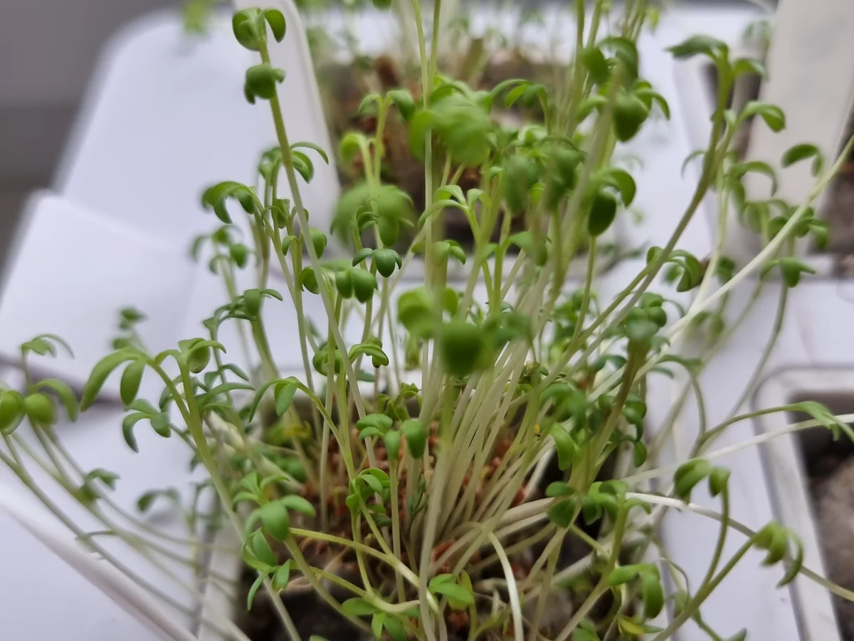 Lauch-Erbsen-Tarte - Rezept - Bild Nr. 16928