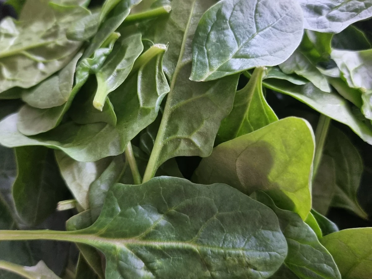 Rezept: Wildlachsfilet mit Kartoffelkruste auf Spinat Bild Nr. 16942 Wildlachsfilet mit Kartoffelkruste auf Spinat - Rezept - Bild Nr. 16942