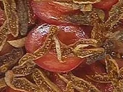 Tomaten-Feigensalat mit Ziegenfrischkäse - Rezept