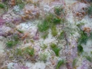 Rezept: Fenchel - Gratin Bild Nr. 17033 Fenchel - Gratin - Rezept - Bild Nr. 17033