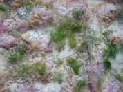 Fenchel - Gratin - Rezept - Bild Nr. 17033