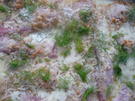 Fenchel - Gratin - Rezept - Bild Nr. 17033
