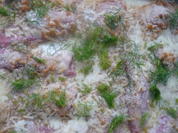 Rezept: Fenchel - Gratin Bild Nr. 17033 Fenchel - Gratin - Rezept - Bild Nr. 17033