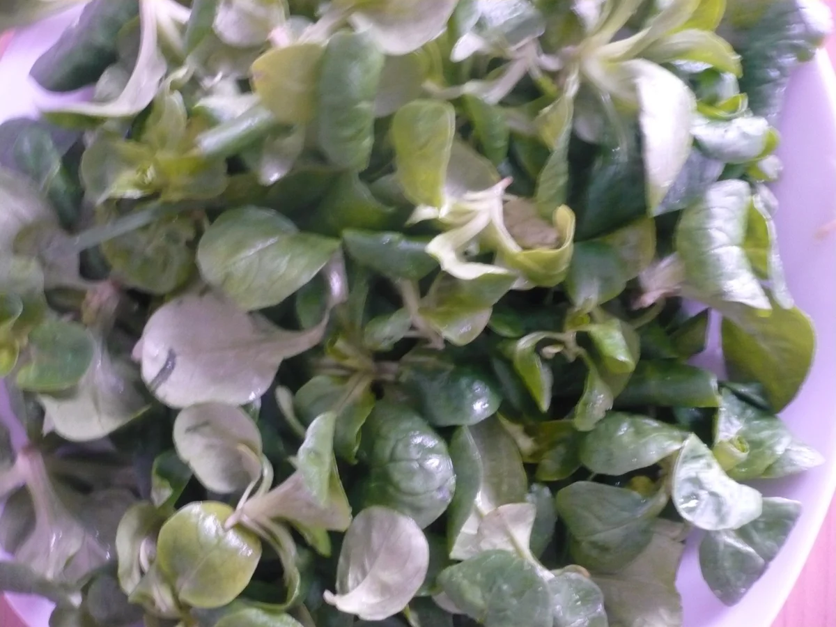 Rezept: Feldsalat mit Rinderfiletstreifen Bild Nr. 17034 Feldsalat mit Rinderfiletstreifen - Rezept - Bild Nr. 17034