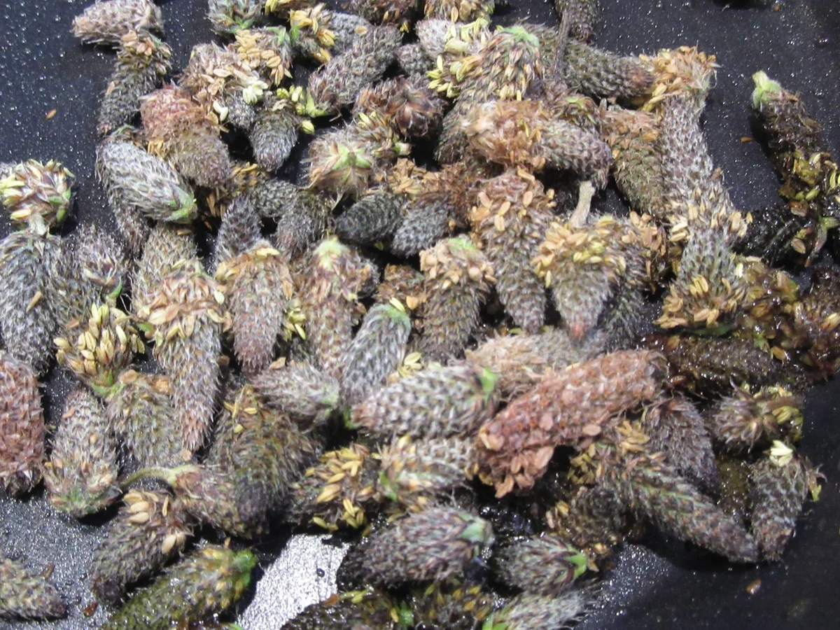 Salate: Sommersalat 2024 - Rezept - Bild Nr. 17065