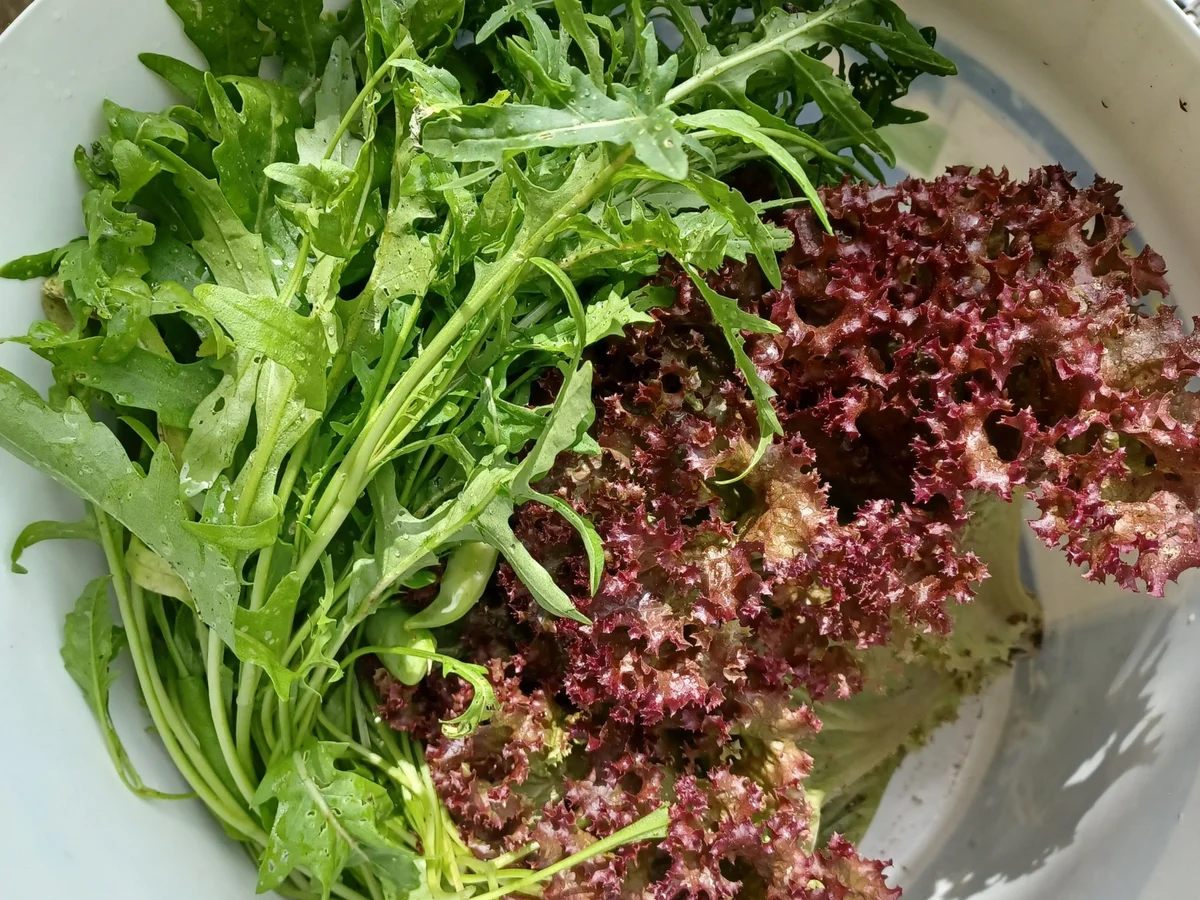 Grüner Smoothie - Rezept - Bild Nr. 17092