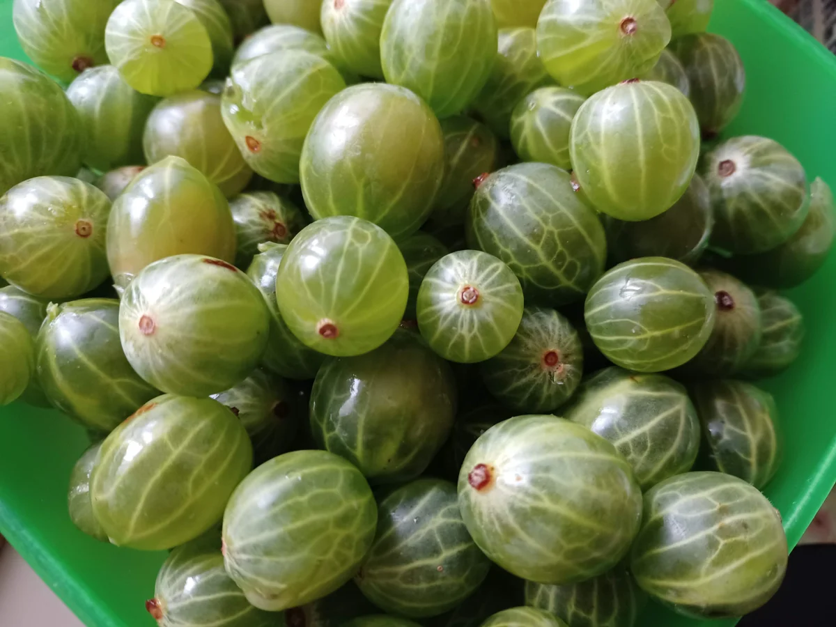 Rezept: Stachelbeer - Baiserkuchen Bild Nr. 17099 Stachelbeer - Baiserkuchen - Rezept - Bild Nr. 17099