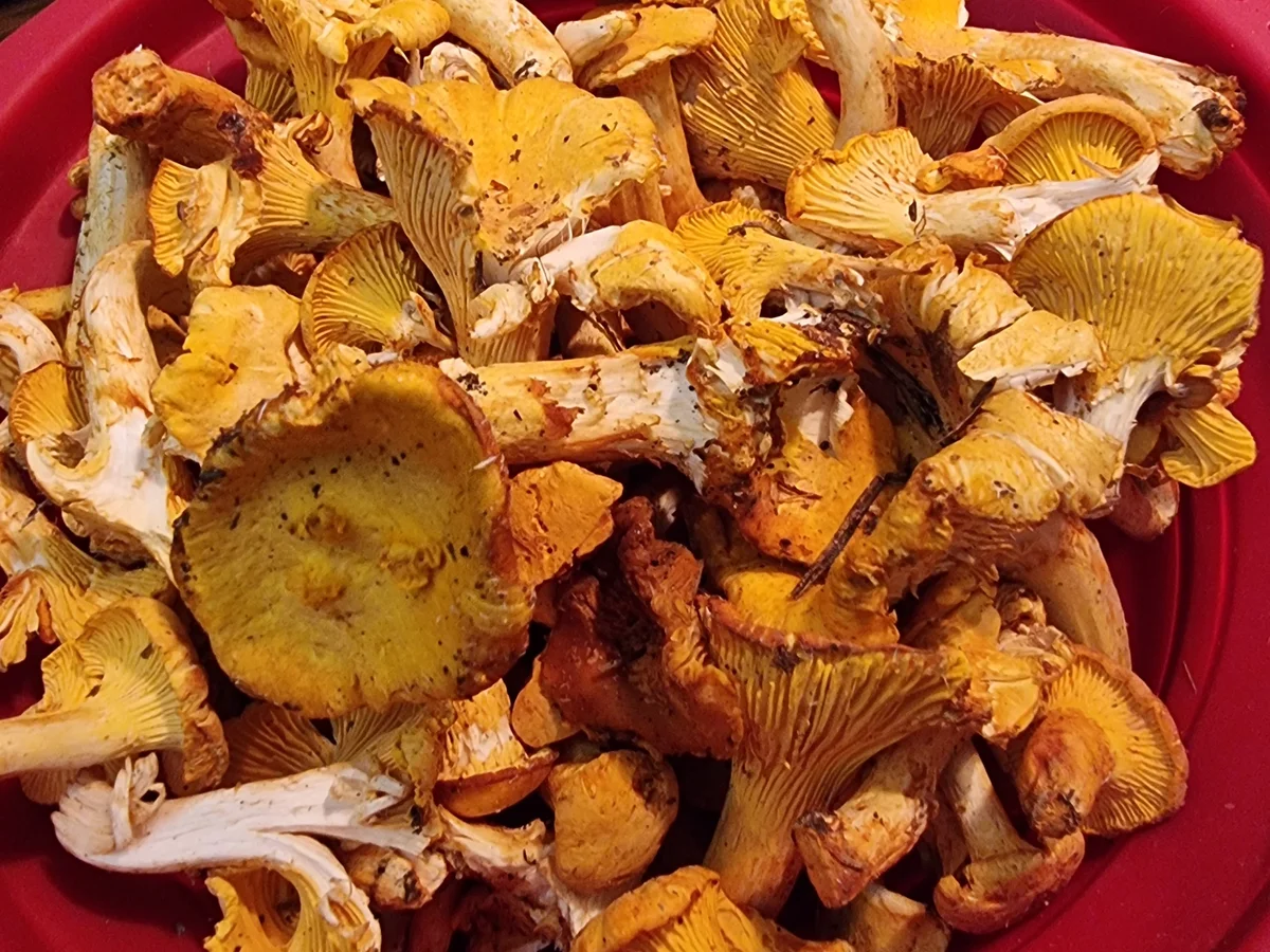 Pasta mit Pfifferlingen und Zucchini - Rezept - Bild Nr. 17114