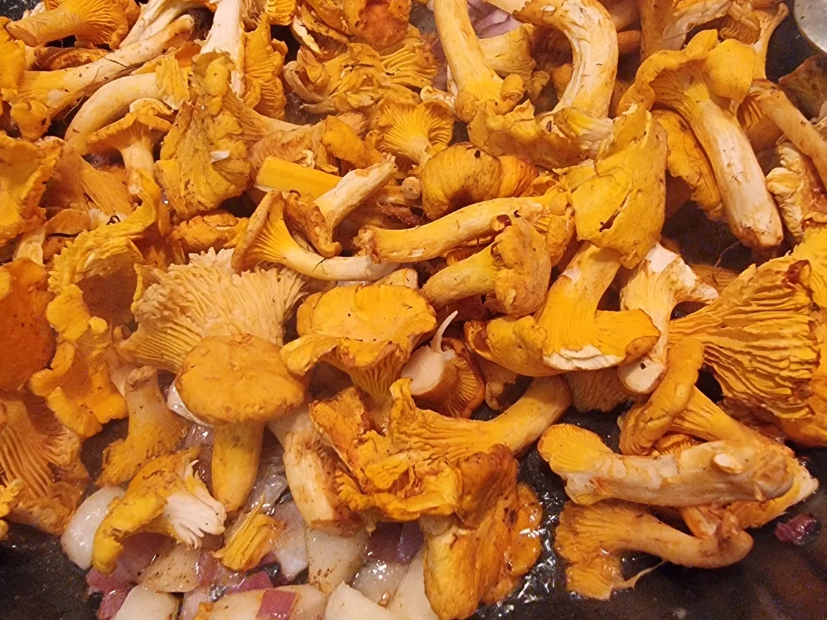 Pfifferlinge in Rahmsauce mit Serviettenknödeln - Rezept - Bild Nr. 17132