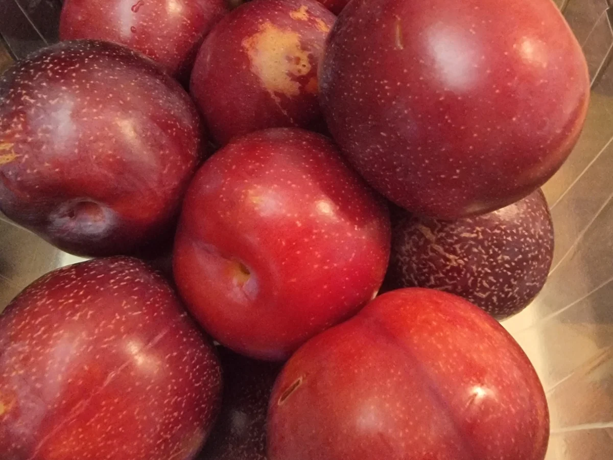 Rezept: Pflaumen-Marmelade mit Thymian Bild Nr. 17119 Pflaumen-Marmelade mit Thymian - Rezept - Bild Nr. 17119