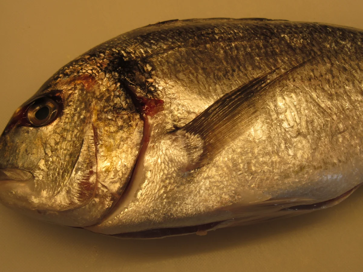 Fisch: Dorade aus der Pfanne - Rezept - Bild Nr. 17119