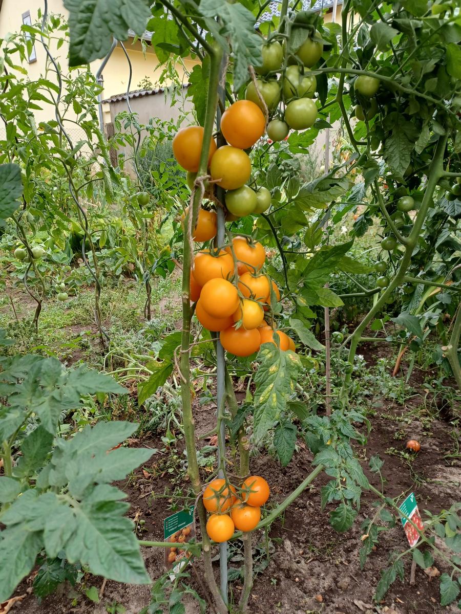 Tomatensoße - Rezept - Bild Nr. 3