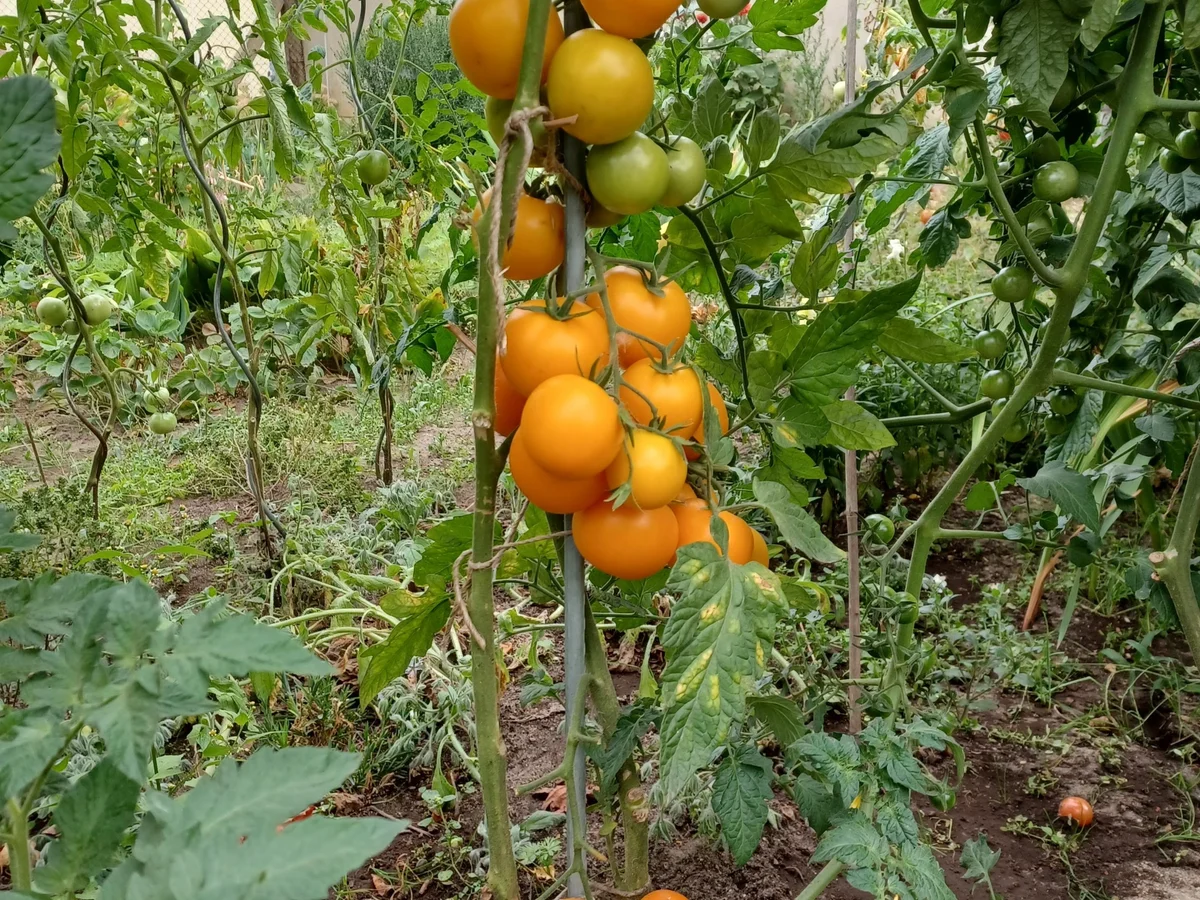 Rezept: Tomatensoße Bild Nr. 3 Tomatensoße - Rezept - Bild Nr. 3