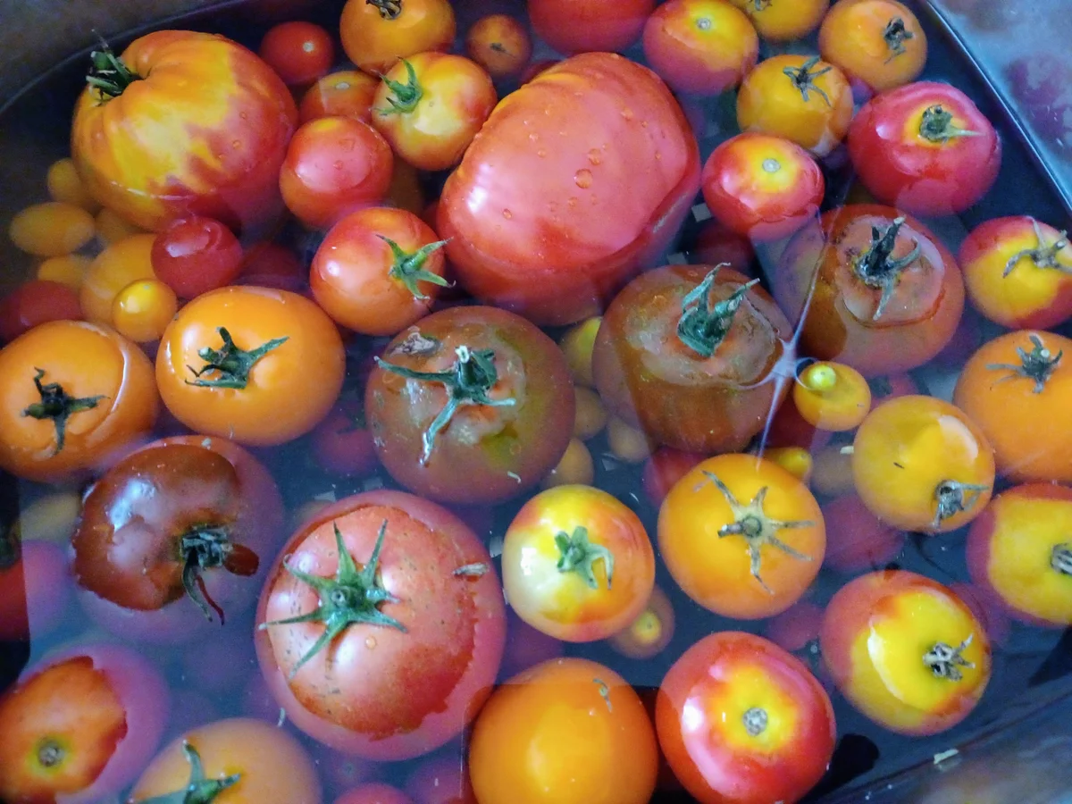 Rezept: Tomatensoße Bild Nr. 4 Tomatensoße - Rezept - Bild Nr. 4