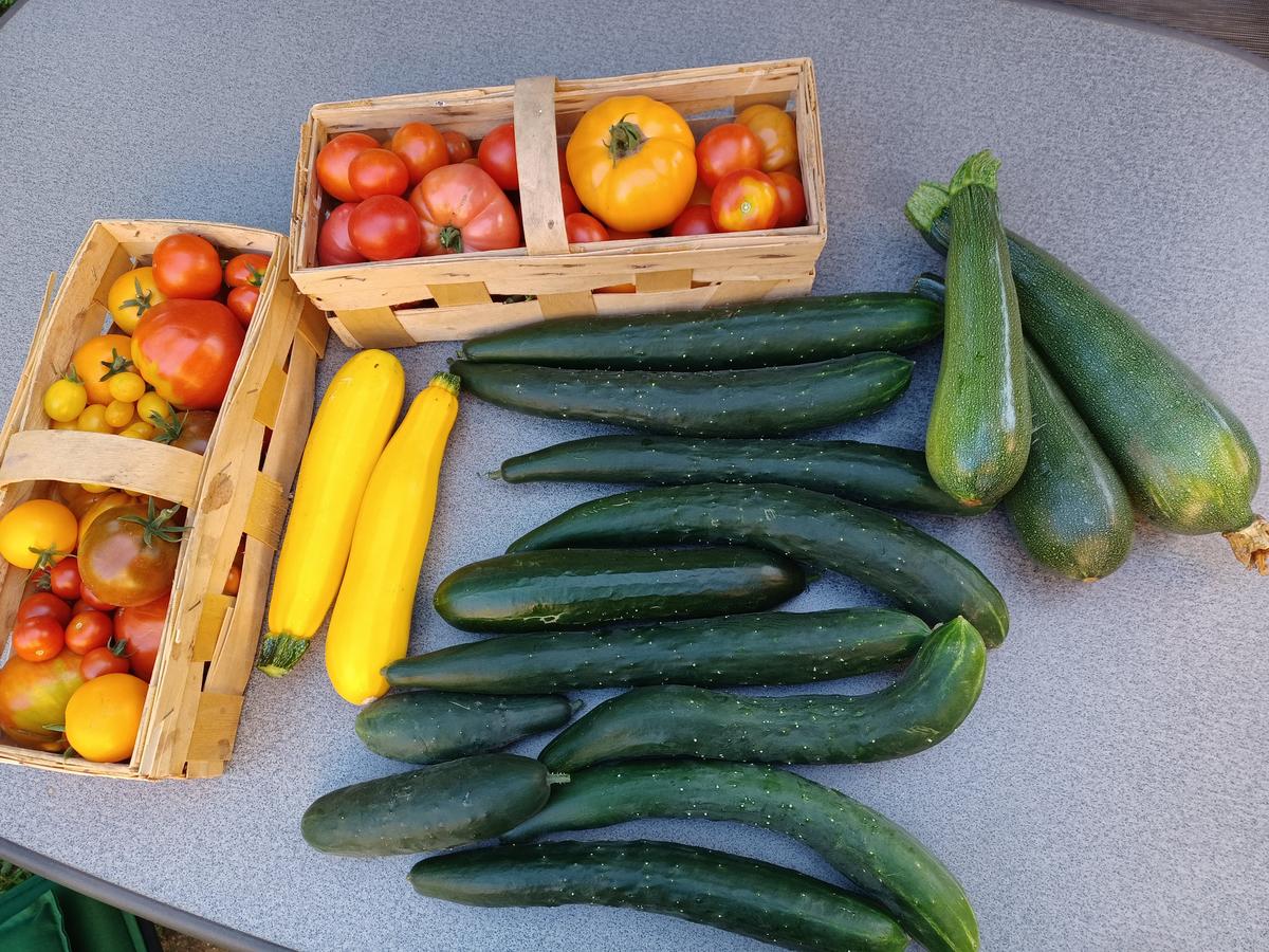 Tomatensoße - Rezept - Bild Nr. 17136