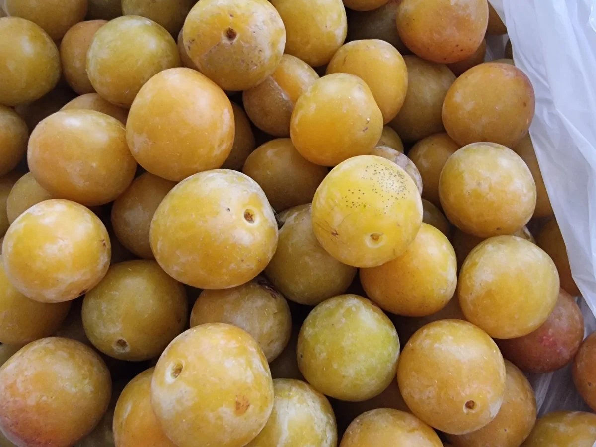 Rezept: Mirabellen-Thymian-Konfitüre Bild Nr. 17138 Mirabellen-Thymian-Konfitüre - Rezept - Bild Nr. 17138