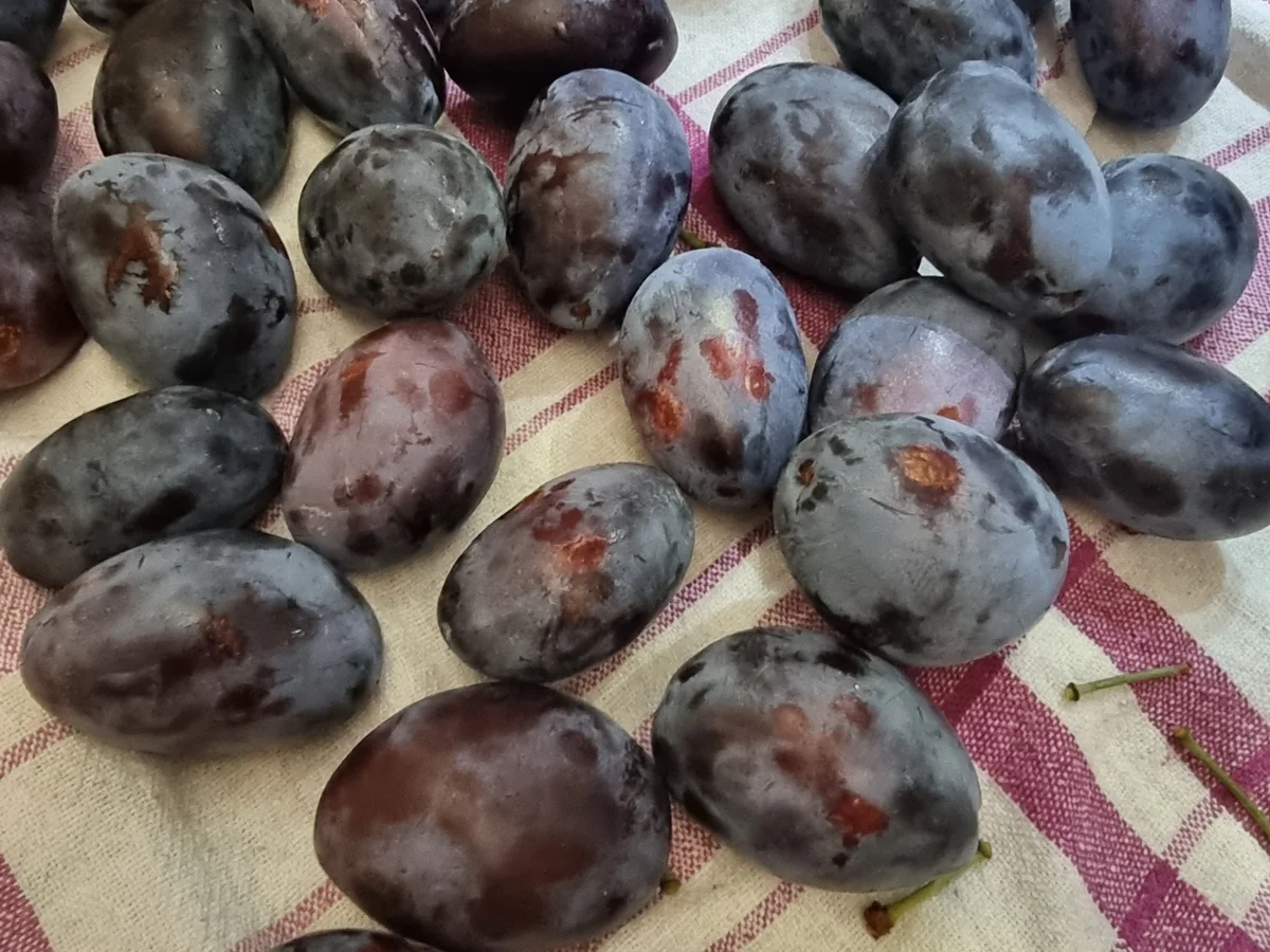 Rezept: Pflaumen-Datschi Bild Nr. 17151 Pflaumen-Datschi - Rezept - Bild Nr. 17151