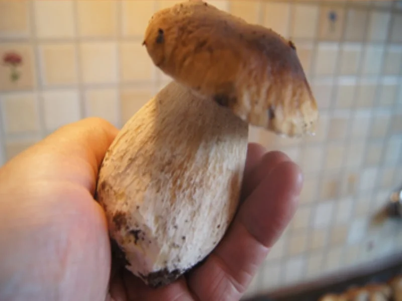 Rezept: Steinpilz-Schweinefilet-Bratkartoffel-Pfanne Bild Nr. 3 Steinpilz-Schweinefilet-Bratkartoffel-Pfanne - Rezept - Bild Nr. 3