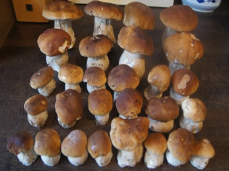 Rezept: Steinpilz-Schweinefilet-Bratkartoffel-Pfanne Bild Nr. 4 Steinpilz-Schweinefilet-Bratkartoffel-Pfanne - Rezept - Bild Nr. 4