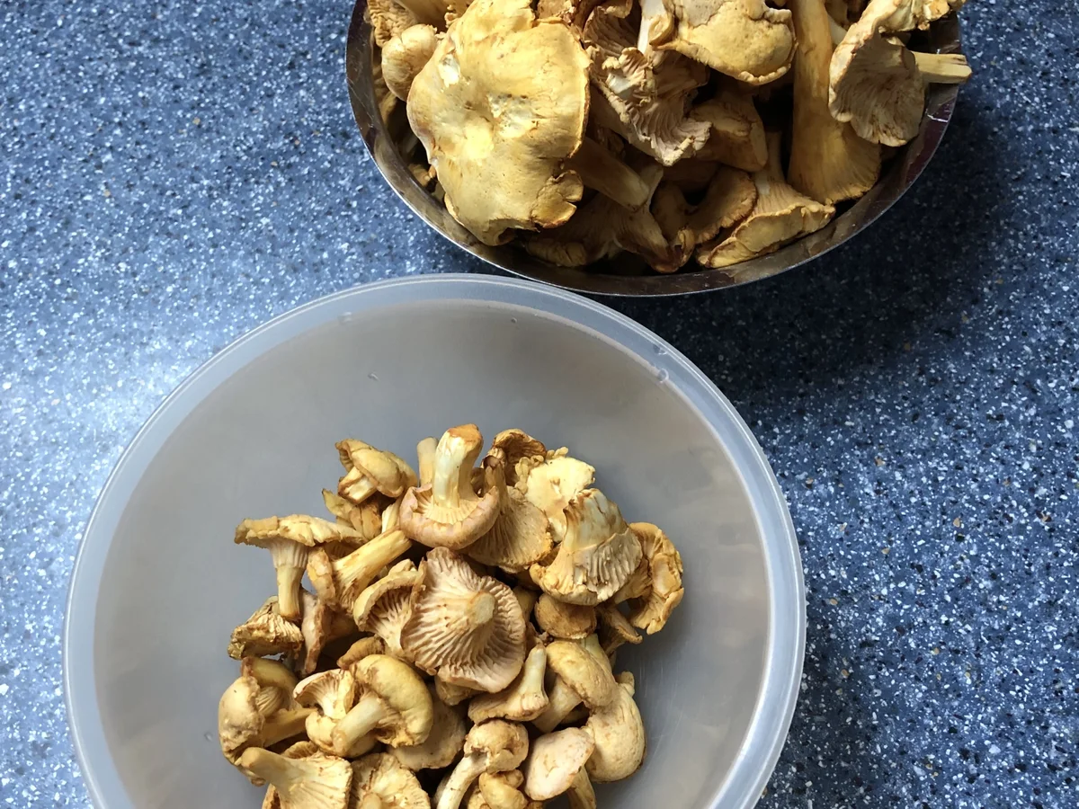 Pfifferlingsuppe - Rezept - Bild Nr. 17158