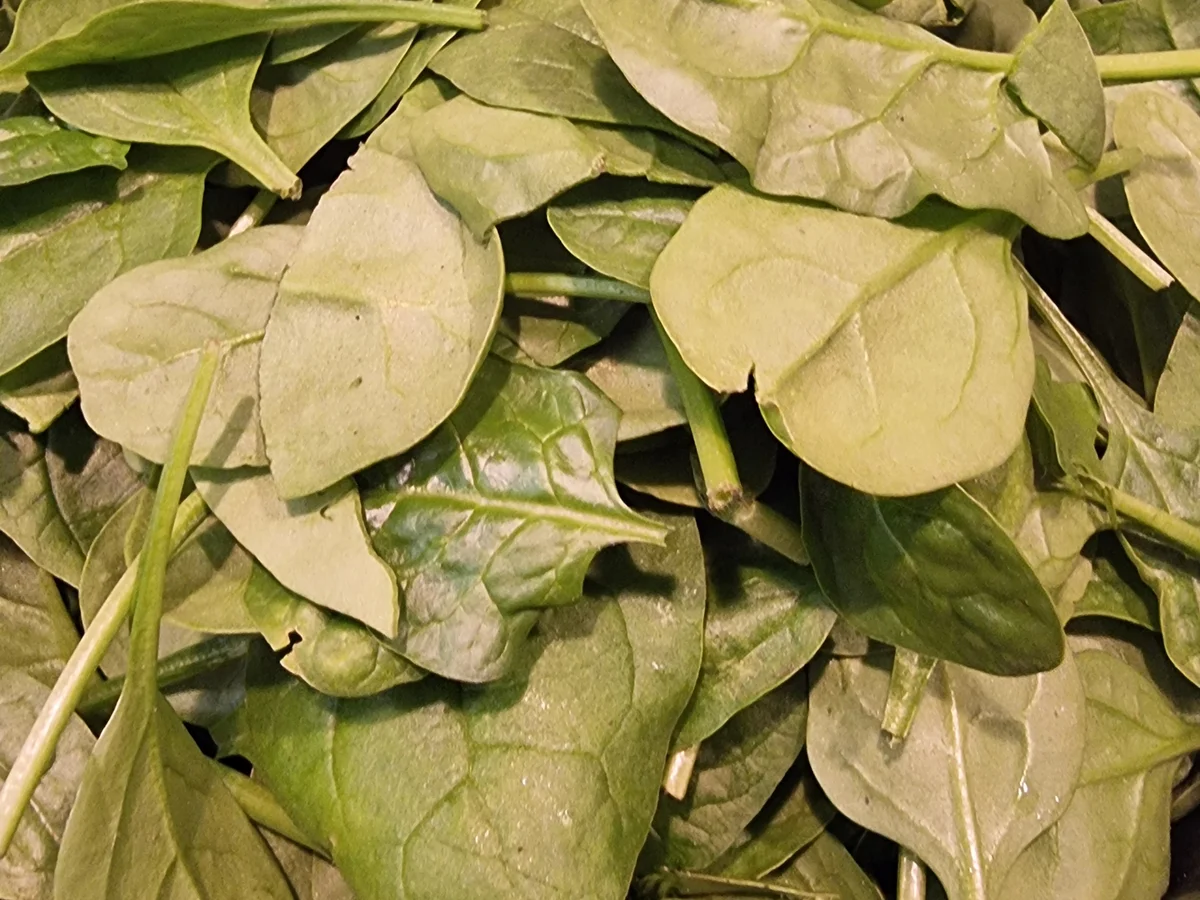 Tagliatelle mit Spinat und Frischkäsesauce - Rezept - Bild Nr. 17203