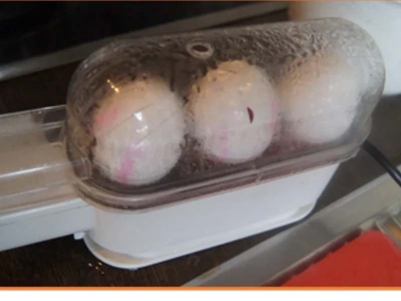 Rezept: Gekochte Eier auf grüner Sauce mit Drillingen Bild Nr. 17213 Gekochte Eier auf grüner Sauce mit Drillingen - Rezept - Bild Nr. 17213