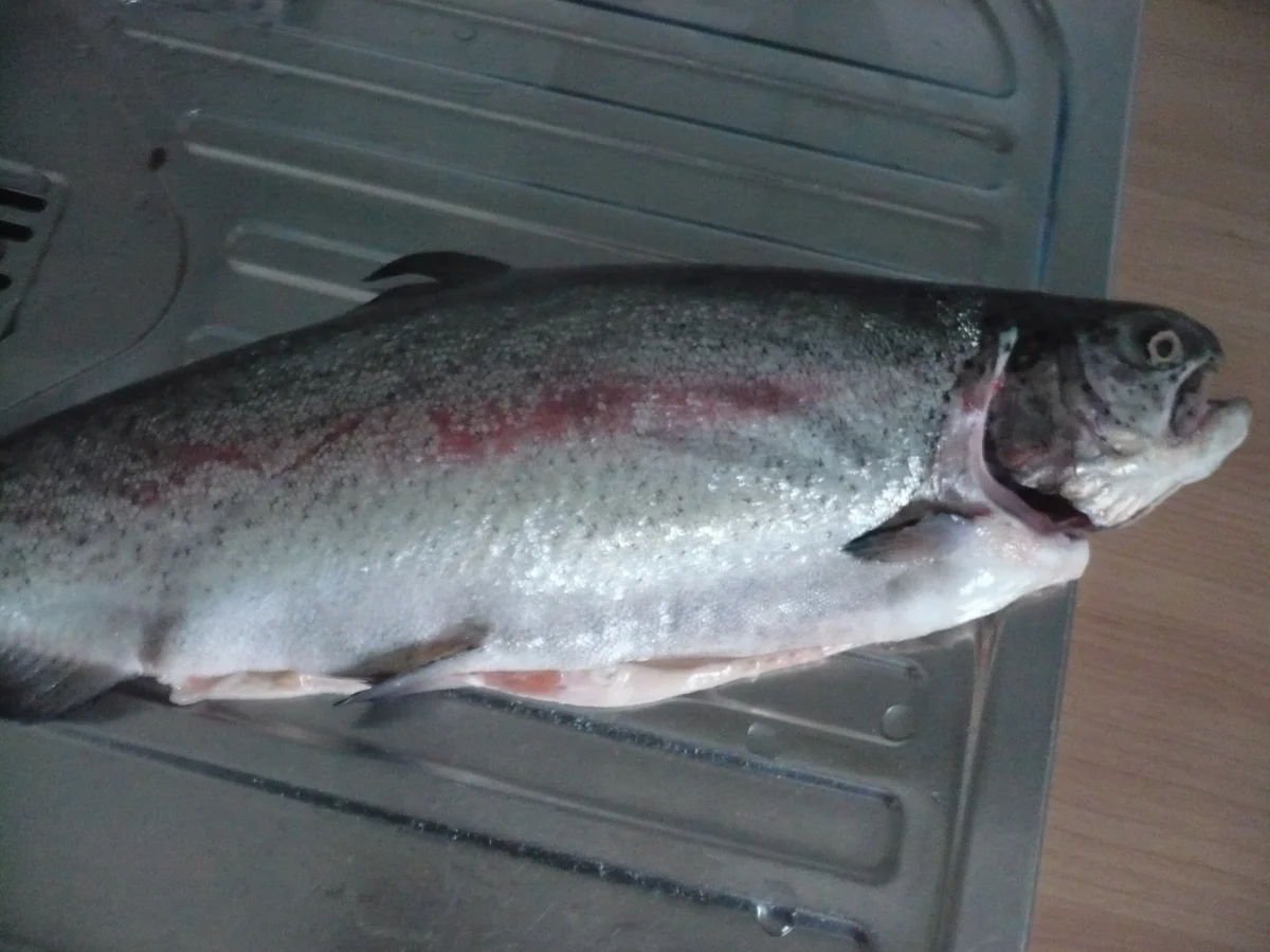 Lachs in Salzkruste - Rezept - Bild Nr. 17262