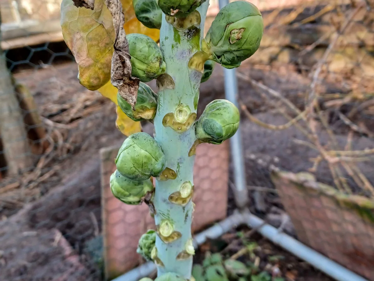 Rezept: Hähnchenfilet mit Blumenkohl überbacken Bild Nr. 17268 Hähnchenfilet mit Blumenkohl überbacken - Rezept - Bild Nr. 17268