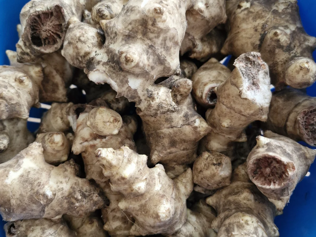 Rezept: Tobinambur gebraten mit Romesco - Soße Bild Nr. 17315 Tobinambur gebraten mit Romesco - Soße - Rezept - Bild Nr. 17315