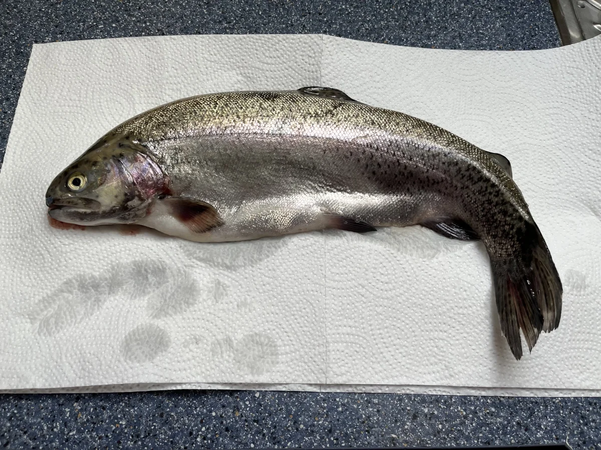 Lachsforelle in der Salzkruste - Rezept - Bild Nr. 17315