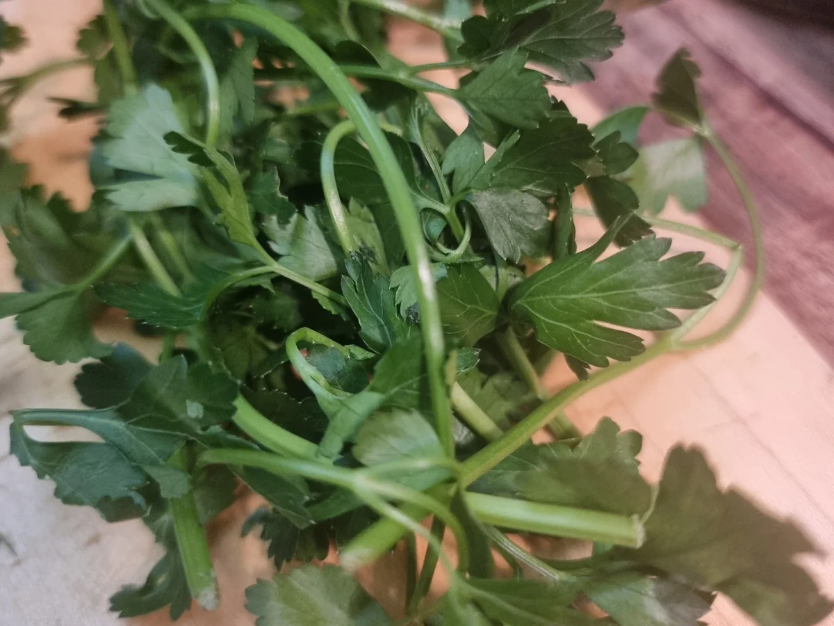 Gefüllte Muschelnudeln - Rezept - Bild Nr. 17320