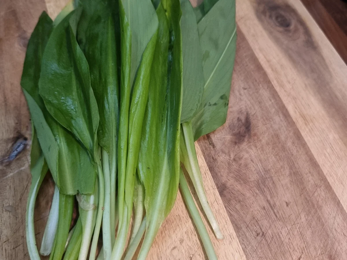 Rezept: Bärlauchsuppe Bild Nr. 17316 Bärlauchsuppe - Rezept - Bild Nr. 17316