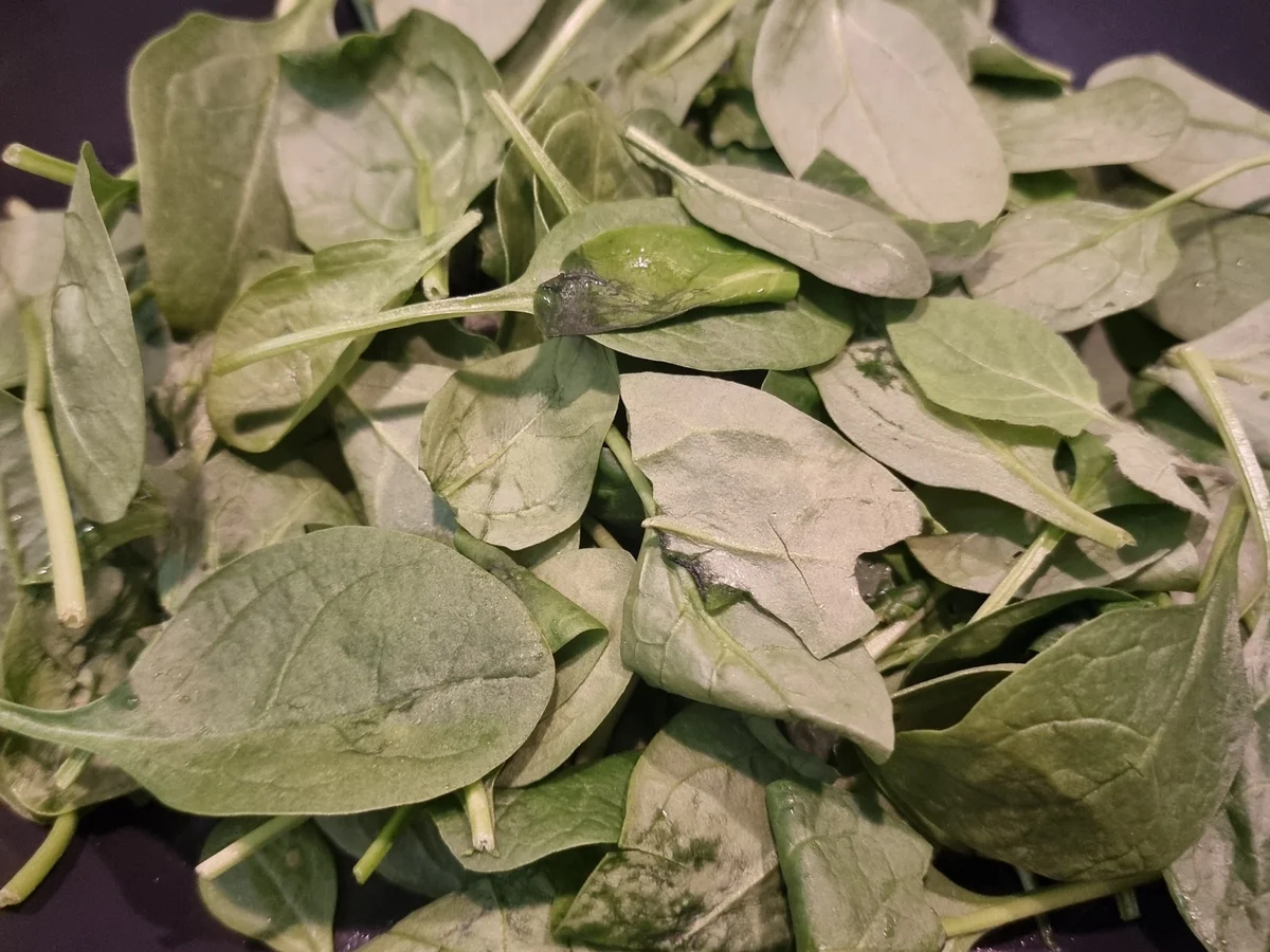 Spinat-Feta-Muffins - Rezept - Bild Nr. 17329