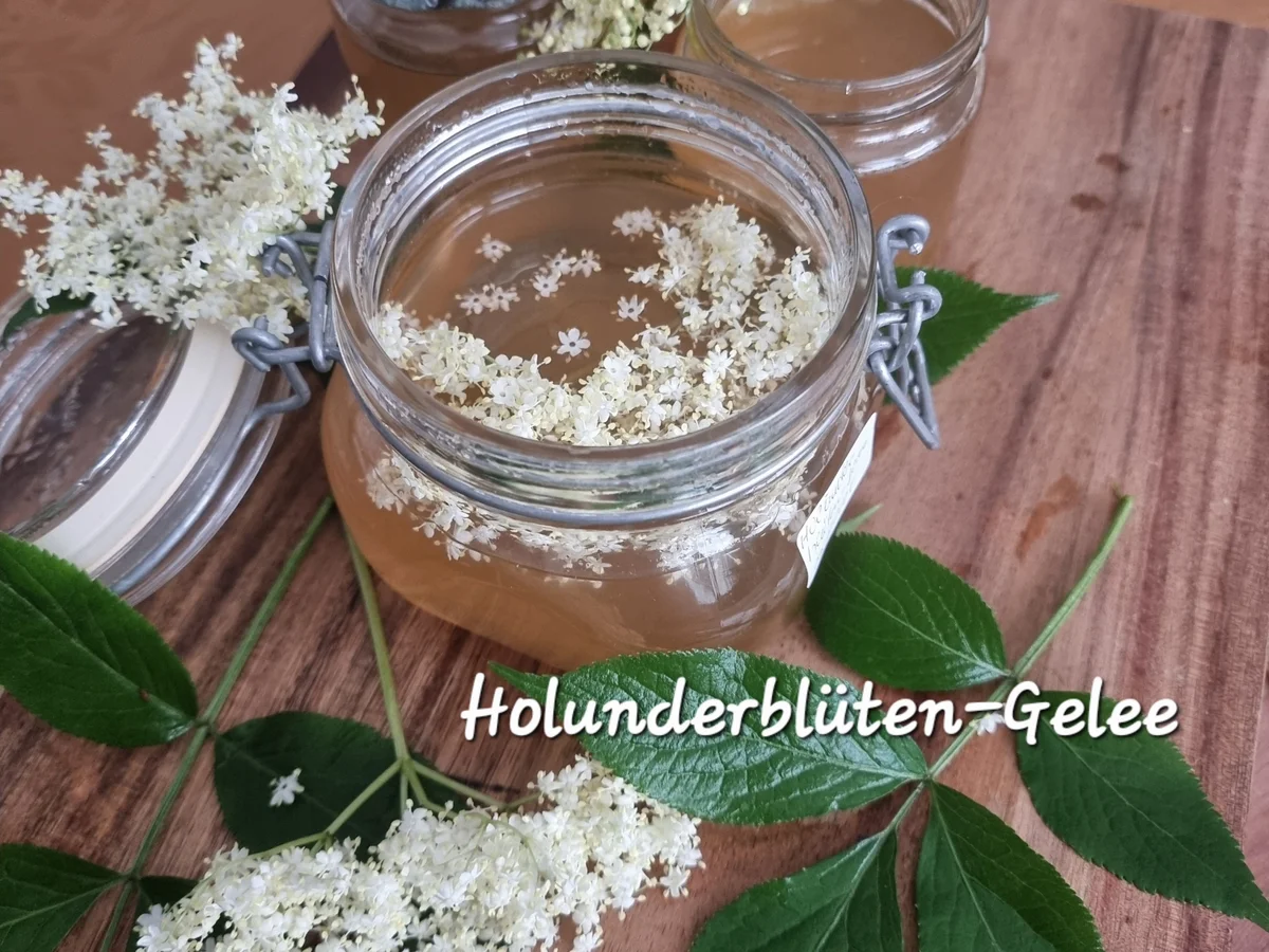 Rezept: Holunderblüten-Gelee Bild Nr. 17389 Holunderblüten-Gelee - Rezept - Bild Nr. 17389