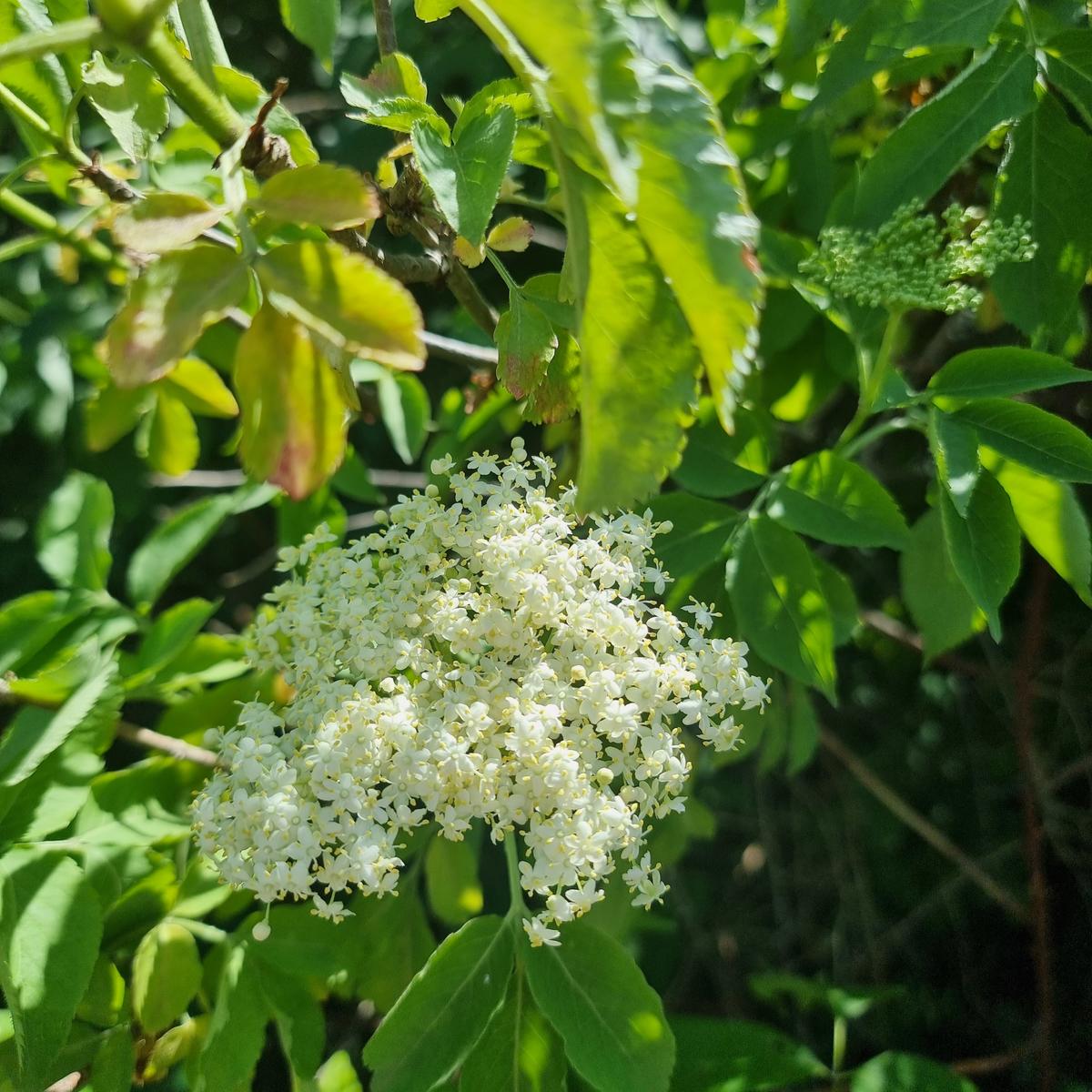 Holunderblüten-Gelee - Rezept - Bild Nr. 17390