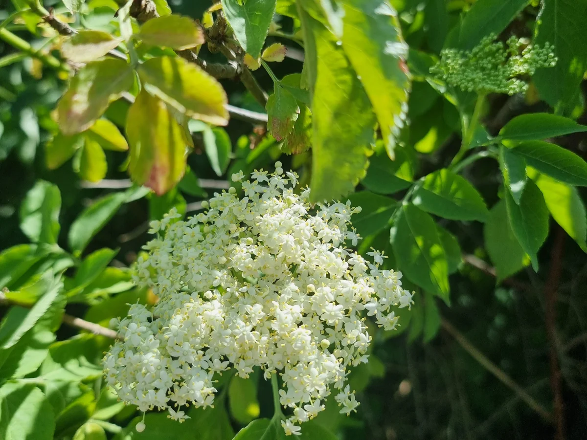 Rezept: Holunderblüten-Gelee Bild Nr. 17390 Holunderblüten-Gelee - Rezept - Bild Nr. 17390