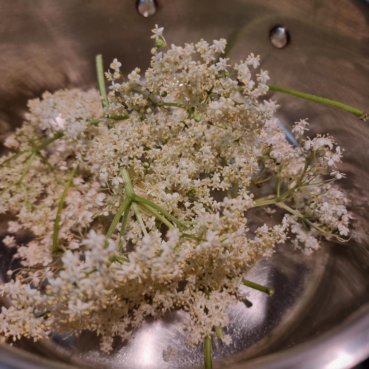 Holunderblüten-Gelee - Rezept - Bild Nr. 17392
