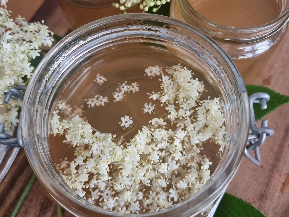 Rezept: Holunderblüten-Gelee Bild Nr. 17396 Holunderblüten-Gelee - Rezept - Bild Nr. 17396