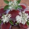Erdbeer-Holunderblüten-Marmelade - Rezept - Bild Nr. 17390