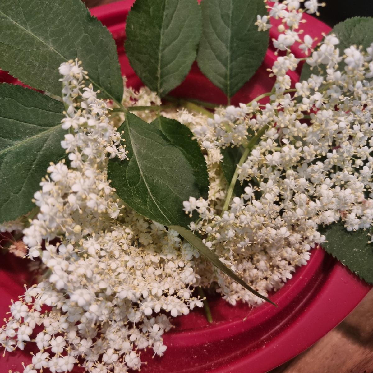 Erdbeer-Holunderblüten-Marmelade - Rezept - Bild Nr. 17391