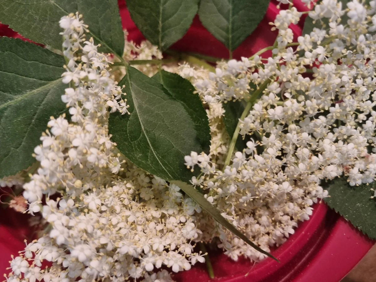 Rezept: Erdbeer-Holunderblüten-Marmelade Bild Nr. 17391 Erdbeer-Holunderblüten-Marmelade - Rezept - Bild Nr. 17391