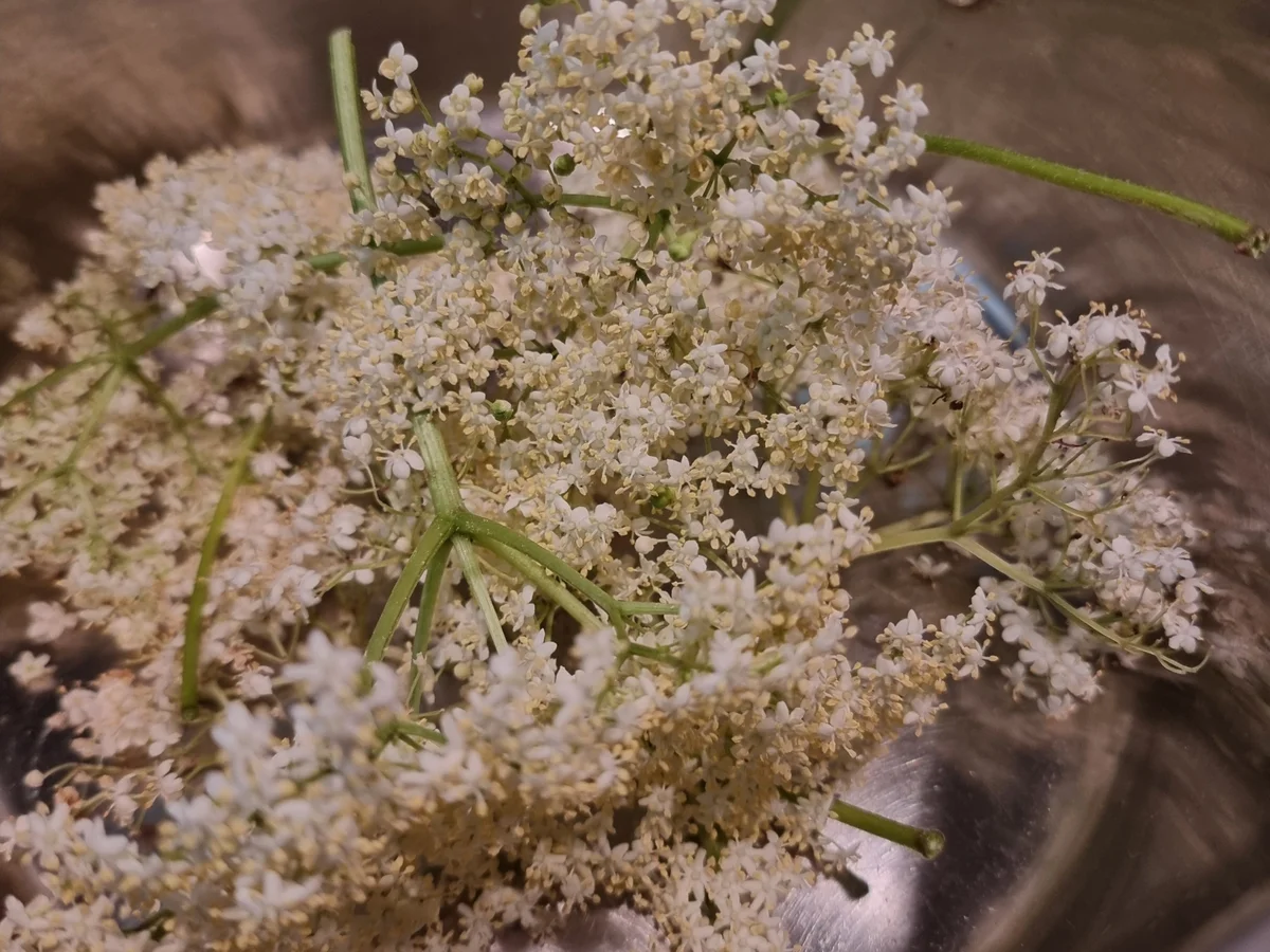 Rezept: Erdbeer-Holunderblüten-Marmelade Bild Nr. 17392 Erdbeer-Holunderblüten-Marmelade - Rezept - Bild Nr. 17392