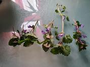 Gundermannsalz - Rezept - Bild Nr. 17390
