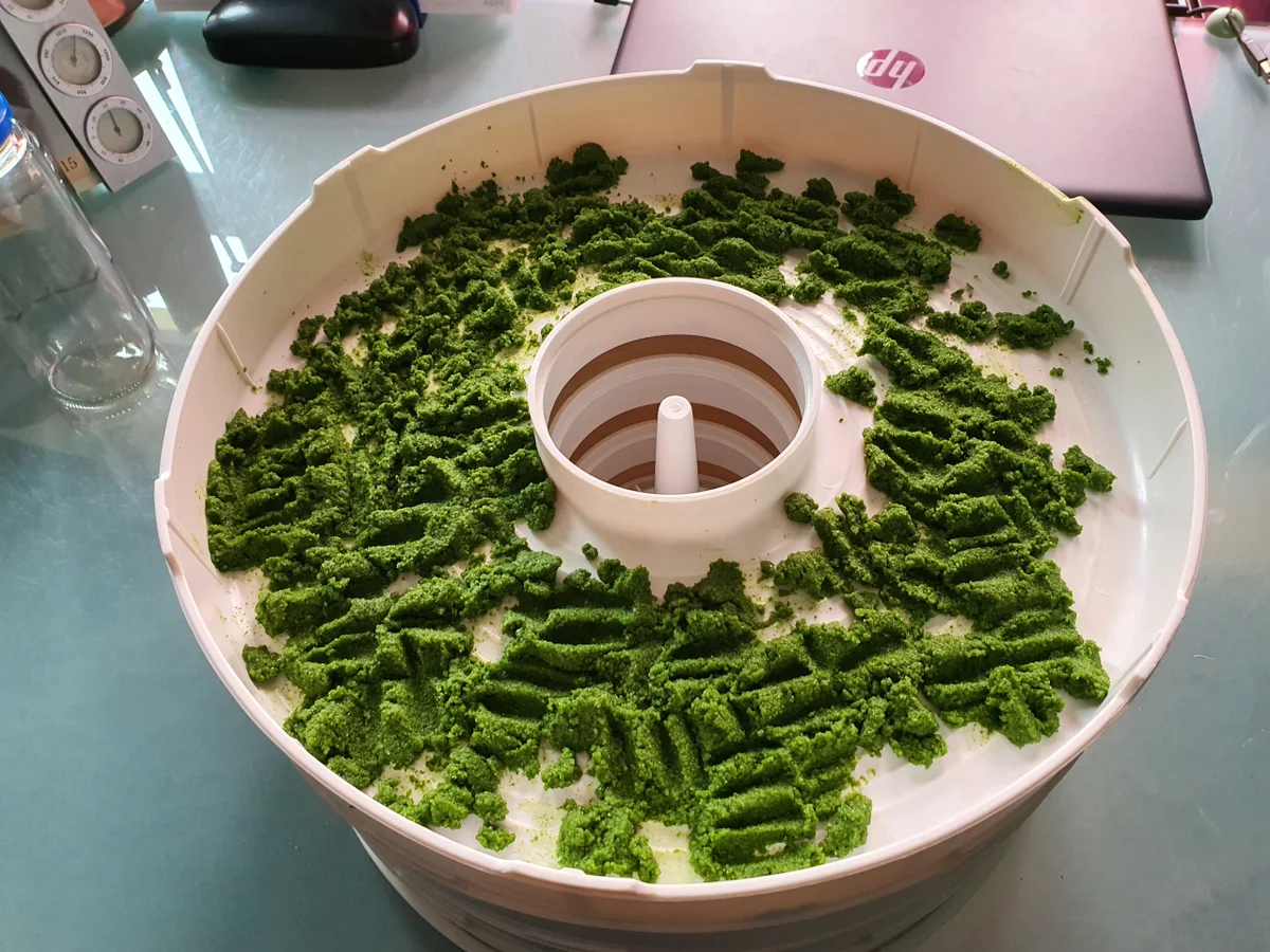 Rezept: Gundermannsalz Bild Nr. 17391 Gundermannsalz - Rezept - Bild Nr. 17391