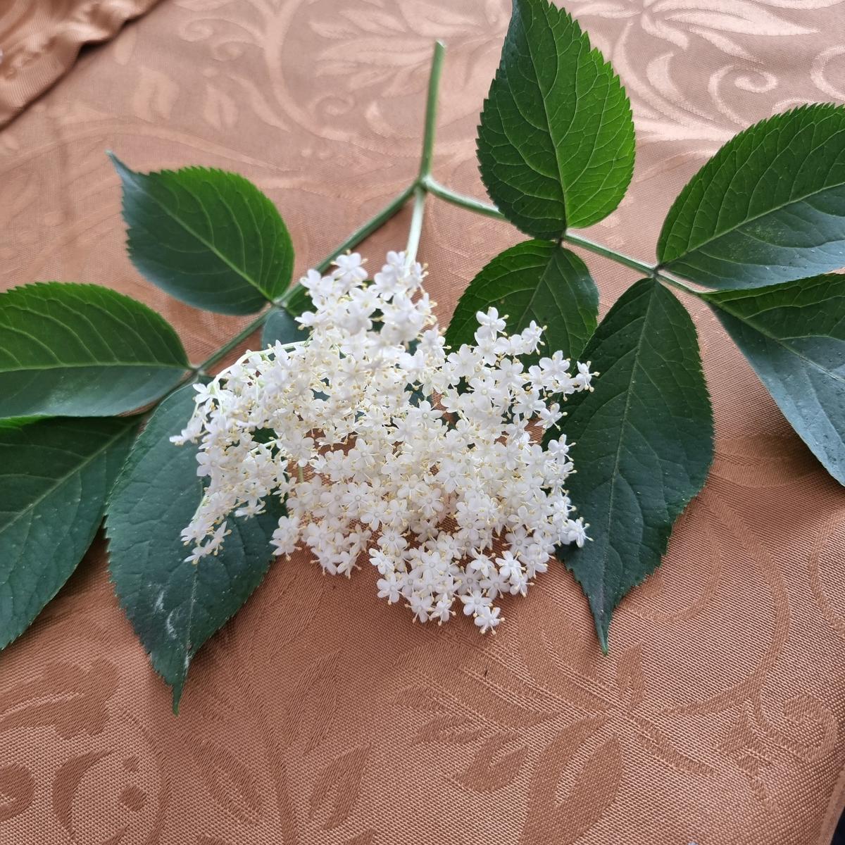 Zitronen-Holunderblüten-Kuchen - Rezept - Bild Nr. 17409