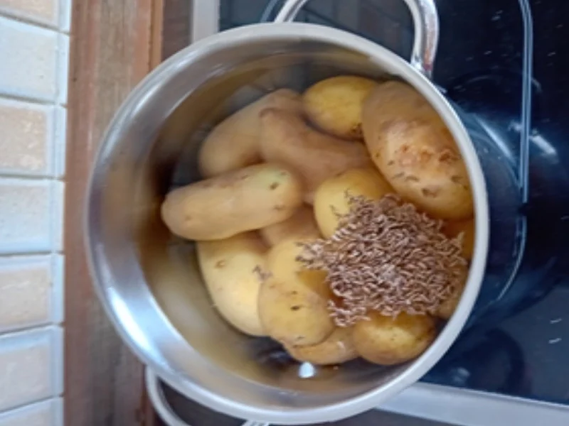 Brathering mit herzhaften Speck-Bratkartoffeln und Gewürzgurke - Rezept - Bild Nr. 17424