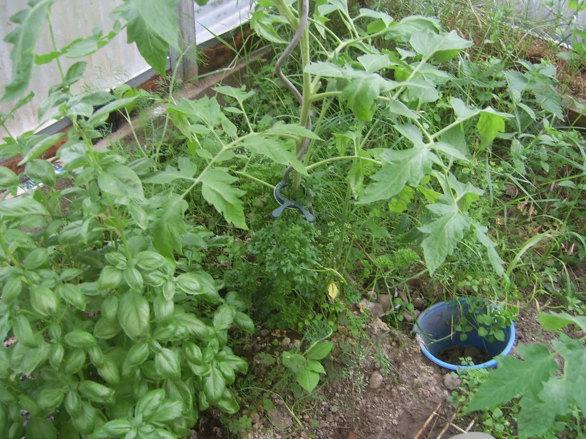 Rezept: Spaghetti aglio e olio Bild Nr. 17446 Spaghetti aglio e olio - Rezept - Bild Nr. 17446