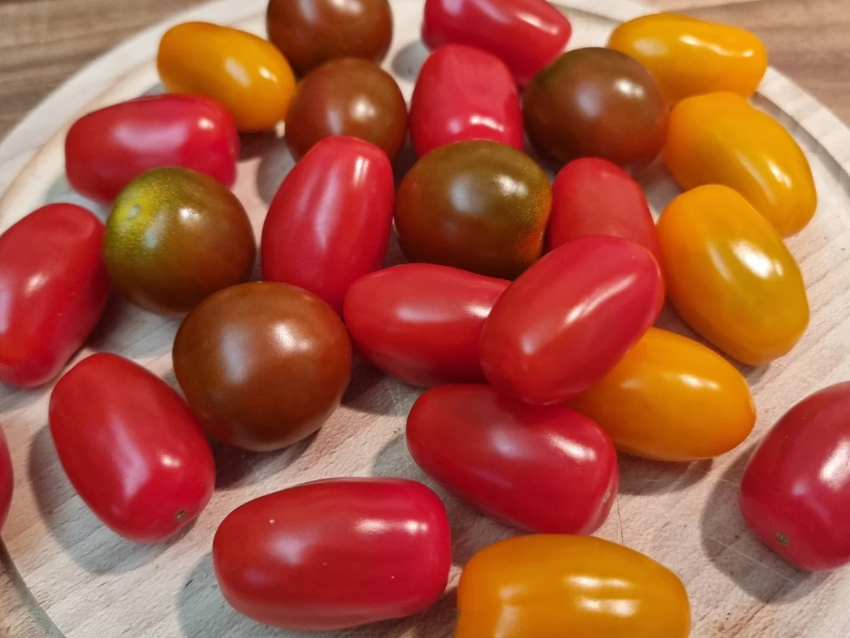 Rezept: Frischkäse-Tomaten-Tarte Bild Nr. 17452 Frischkäse-Tomaten-Tarte - Rezept - Bild Nr. 17452