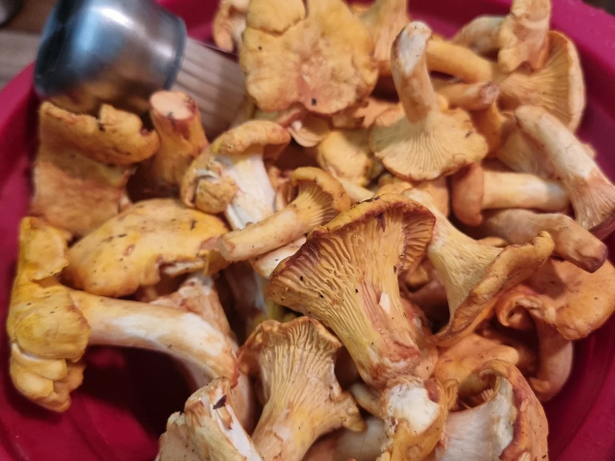 Rezept: Gebratene Gnocchi mit Pfifferlingen und Ziegenkäse Bild Nr. 17448 Gebratene Gnocchi mit Pfifferlingen und Ziegenkäse - Rezept - Bild Nr. 17448